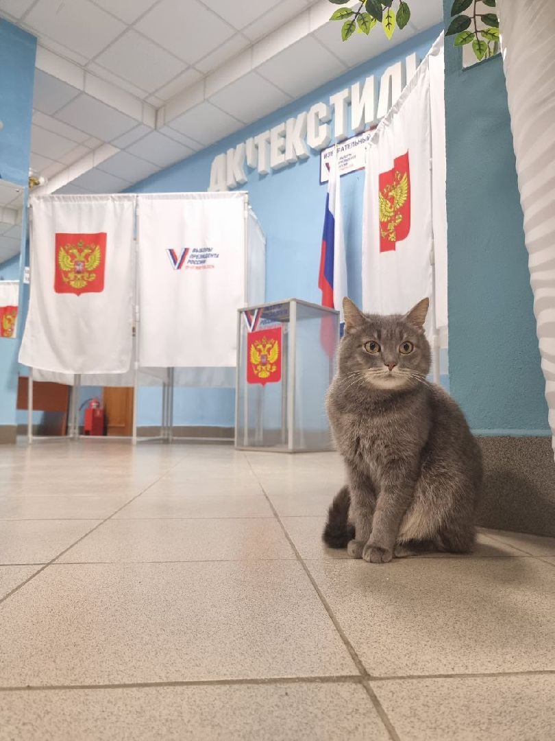 волоколамск, выборы 2024, выборы президента 2024, кошка машка,
