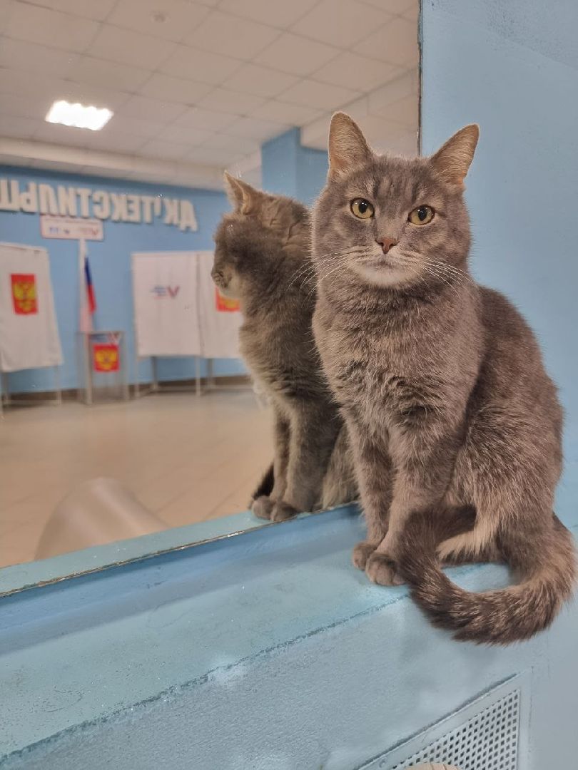 волоколамск, выборы 2024, выборы президента 2024, кошка машка,