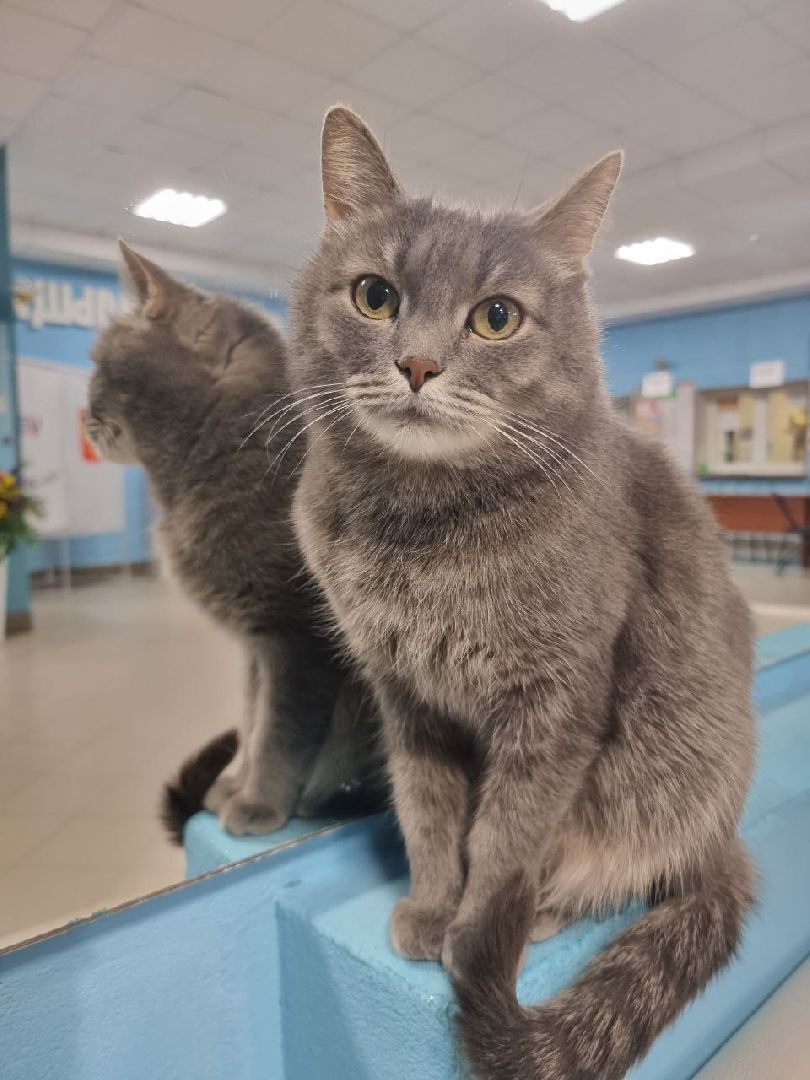 волоколамск, выборы 2024, выборы президента 2024, кошка машка,