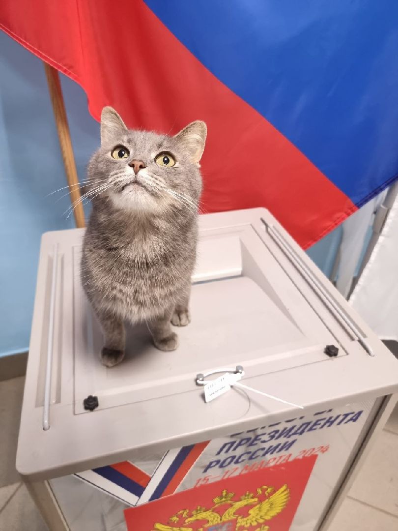 волоколамск, выборы 2024, выборы президента 2024, кошка машка,