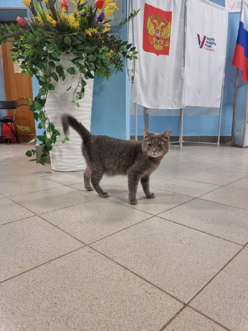 волоколамск, выборы 2024, выборы президента 2024, кошка машка,