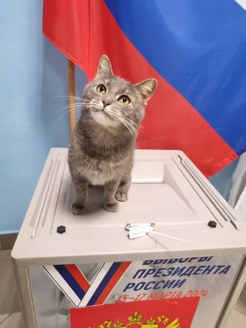 волоколамск, выборы 2024, выборы президента 2024, кошка машка,