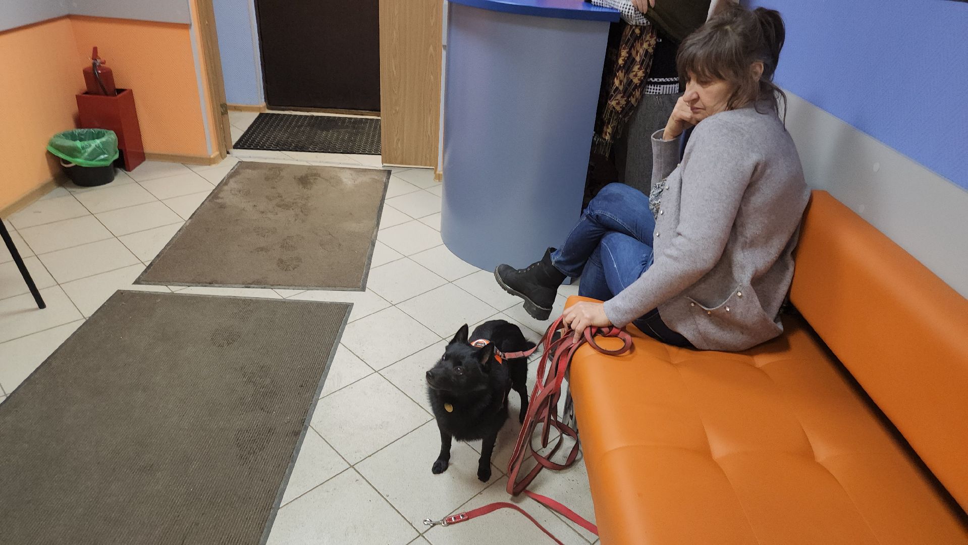 долгопрудный, выборы президента 2024, кинологи, овчарки шипперке,