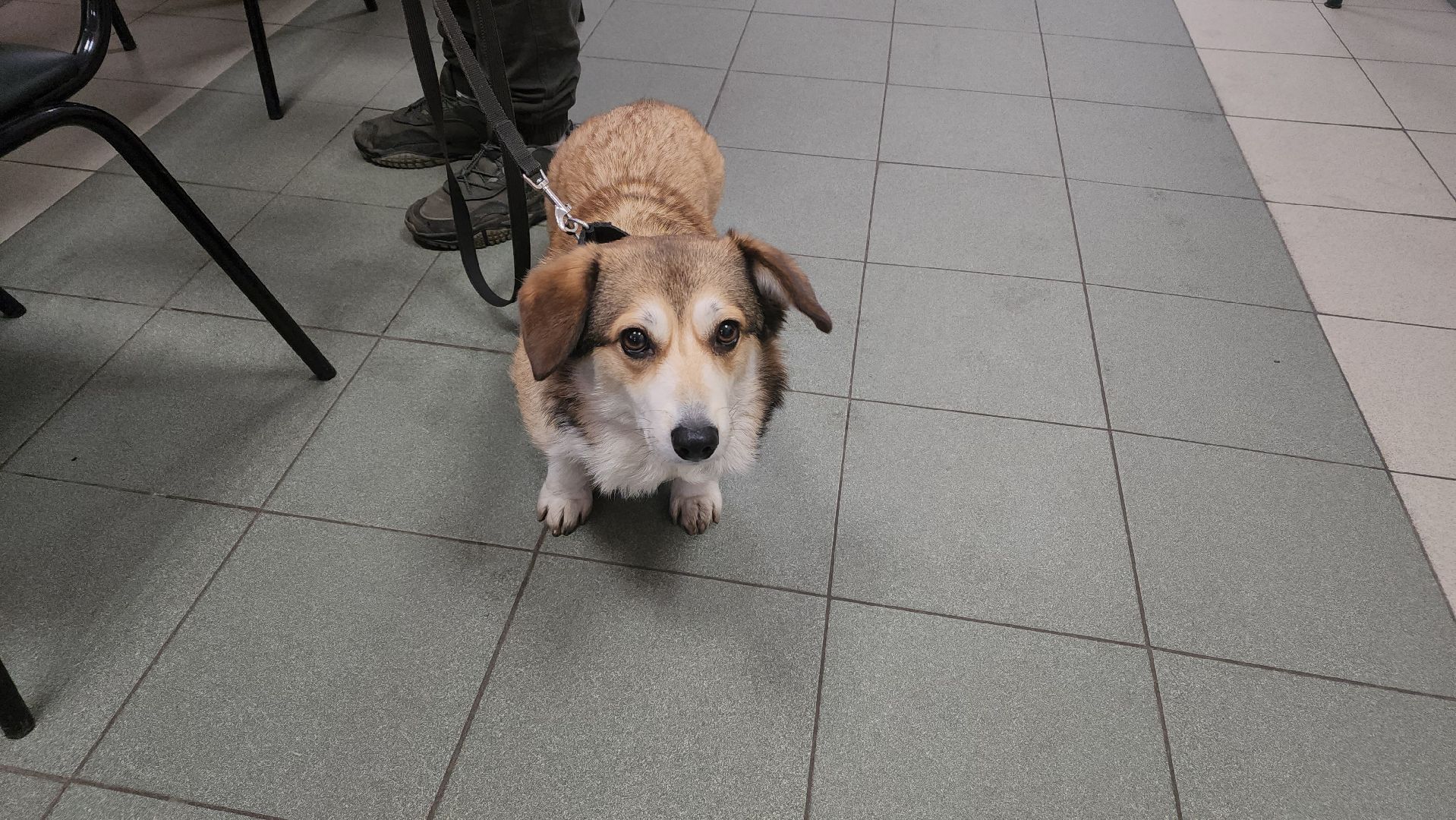 Реутов, выборы, Президент, УИК, голосования, животное,