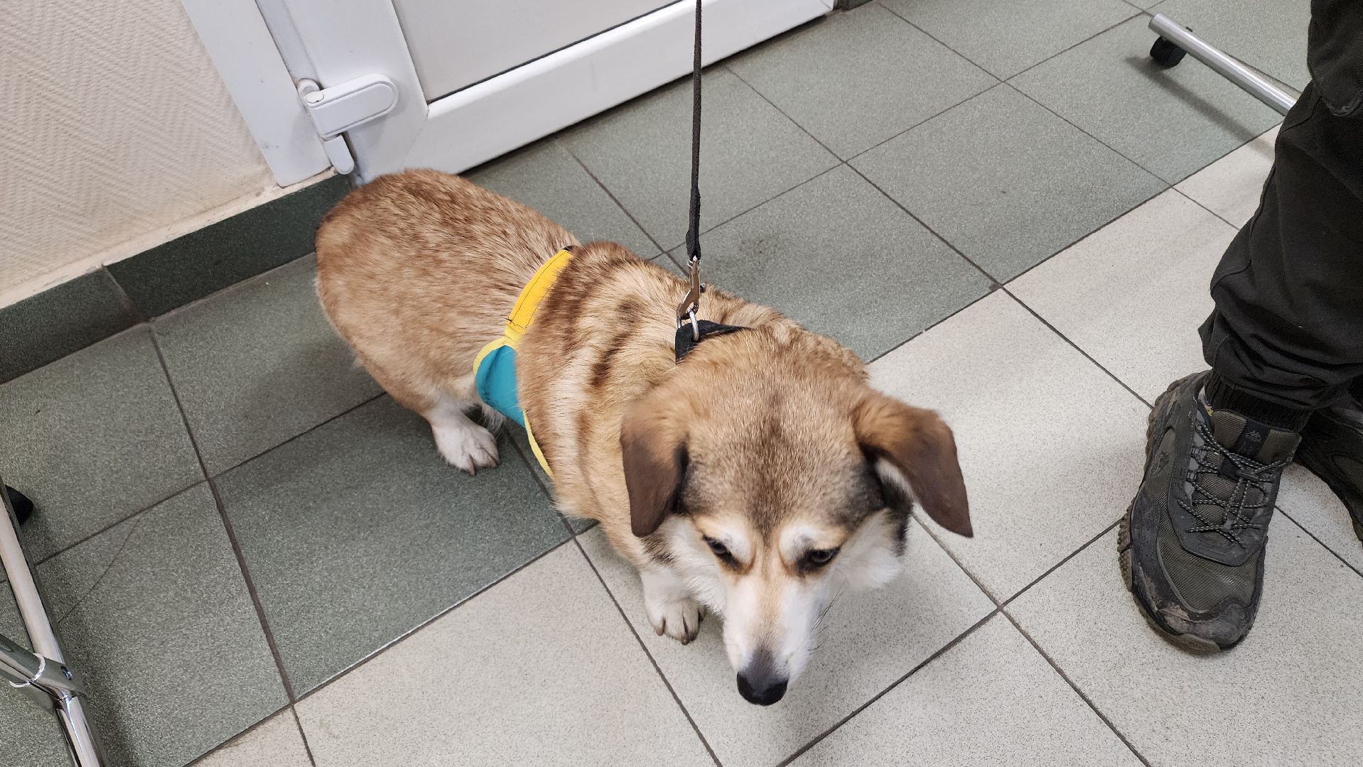 Реутов, выборы, Президент, УИК, голосования, животное,