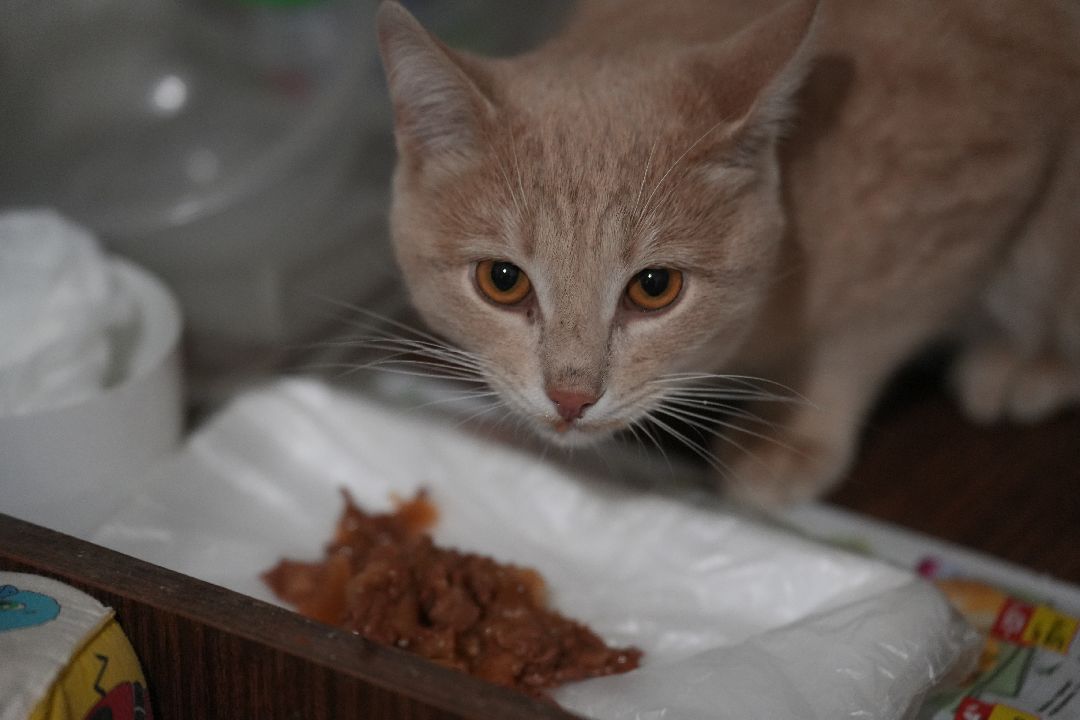 грызуны, природа, люди, Дзержинский