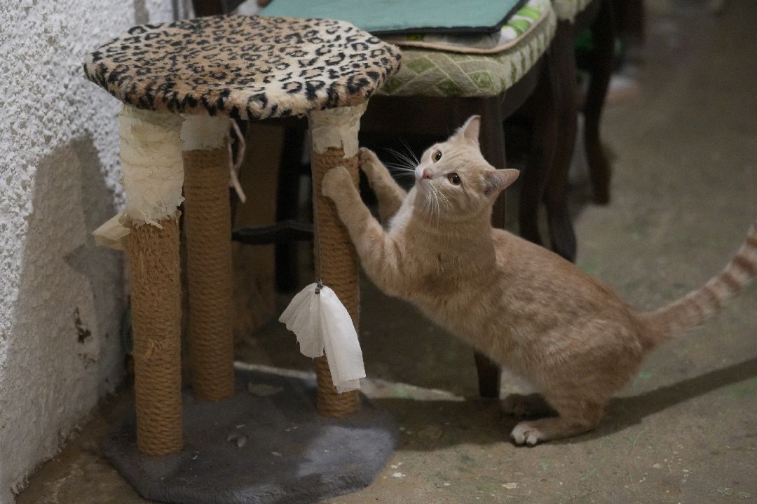 грызуны, природа, люди, Дзержинский