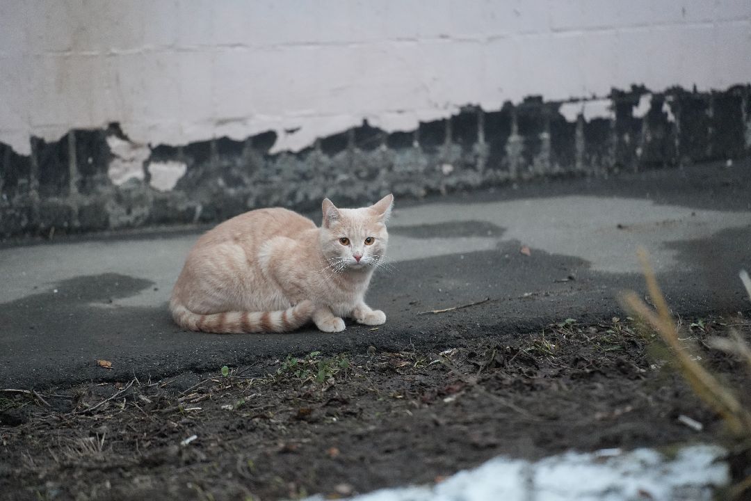 грызуны, природа, люди, Дзержинский