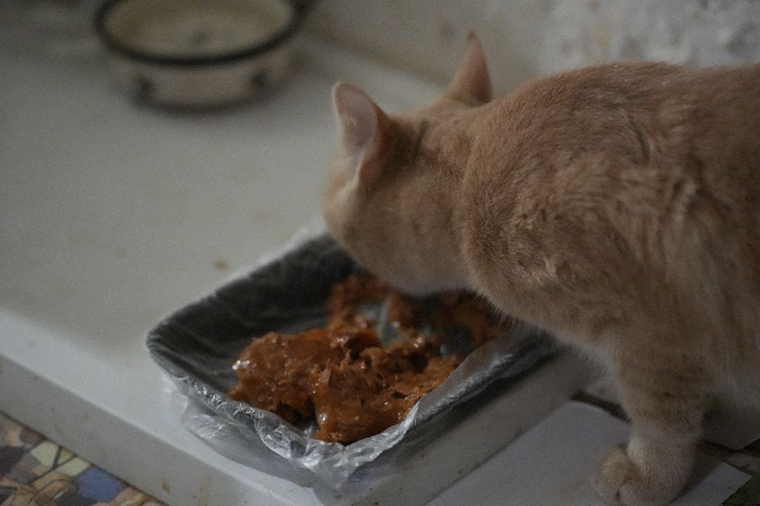 грызуны, природа, люди, Дзержинский