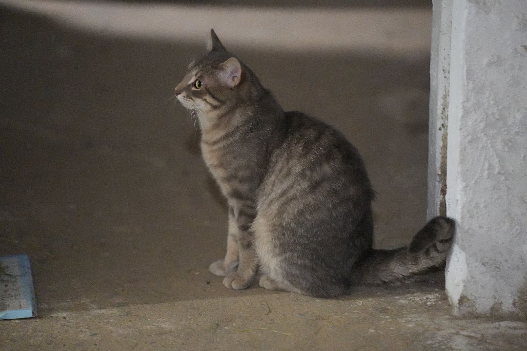 грызуны, природа, люди, Дзержинский