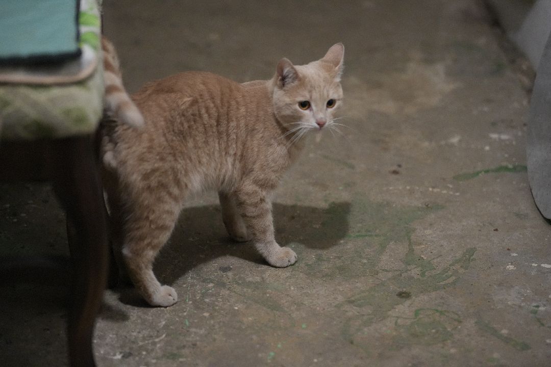 грызуны, природа, люди, Дзержинский