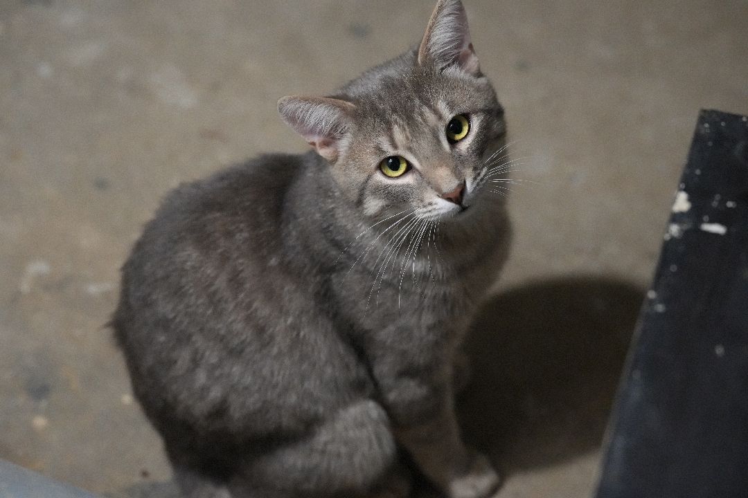 грызуны, природа, люди, Дзержинский