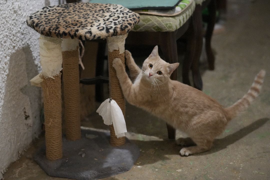 грызуны, природа, люди, Дзержинский