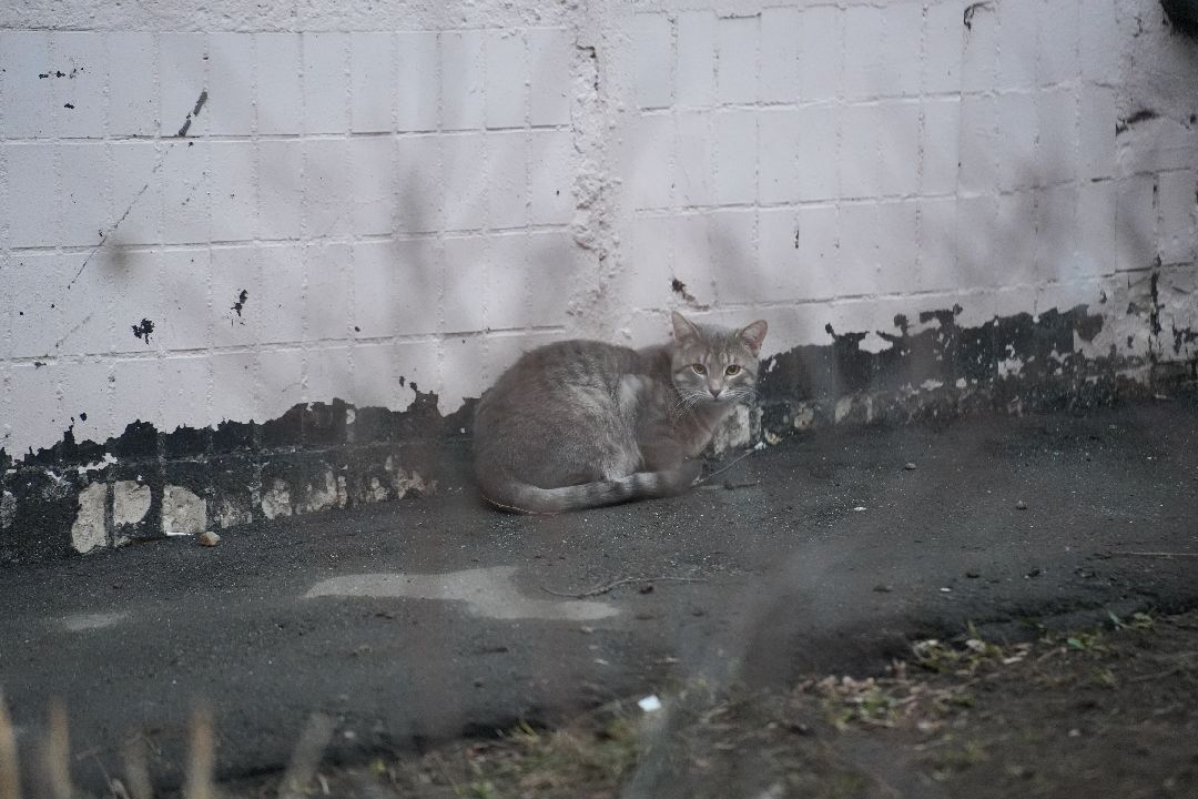 грызуны, природа, люди, Дзержинский