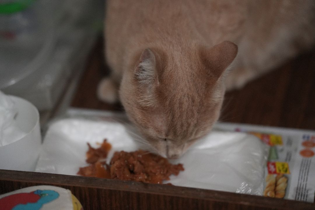 грызуны, природа, люди, Дзержинский