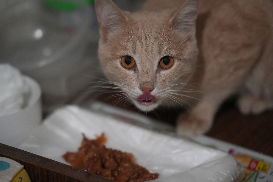 грызуны, природа, люди, Дзержинский