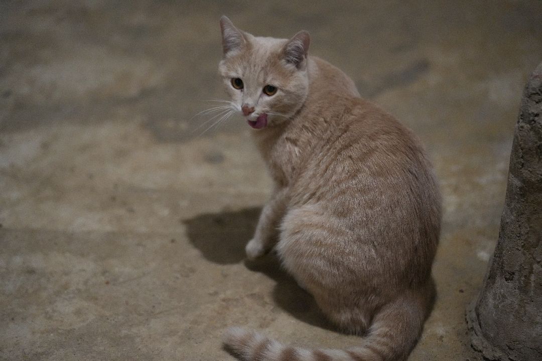 грызуны, природа, люди, Дзержинский