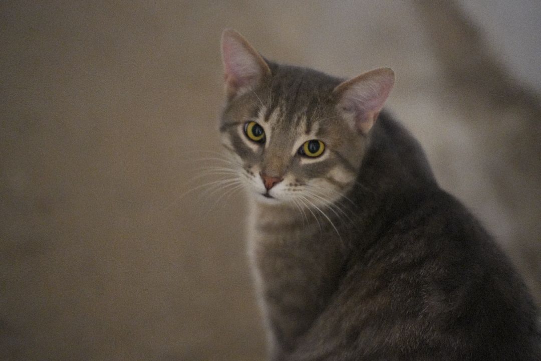 грызуны, природа, люди, Дзержинский