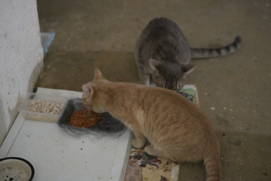 грызуны, природа, люди, Дзержинский