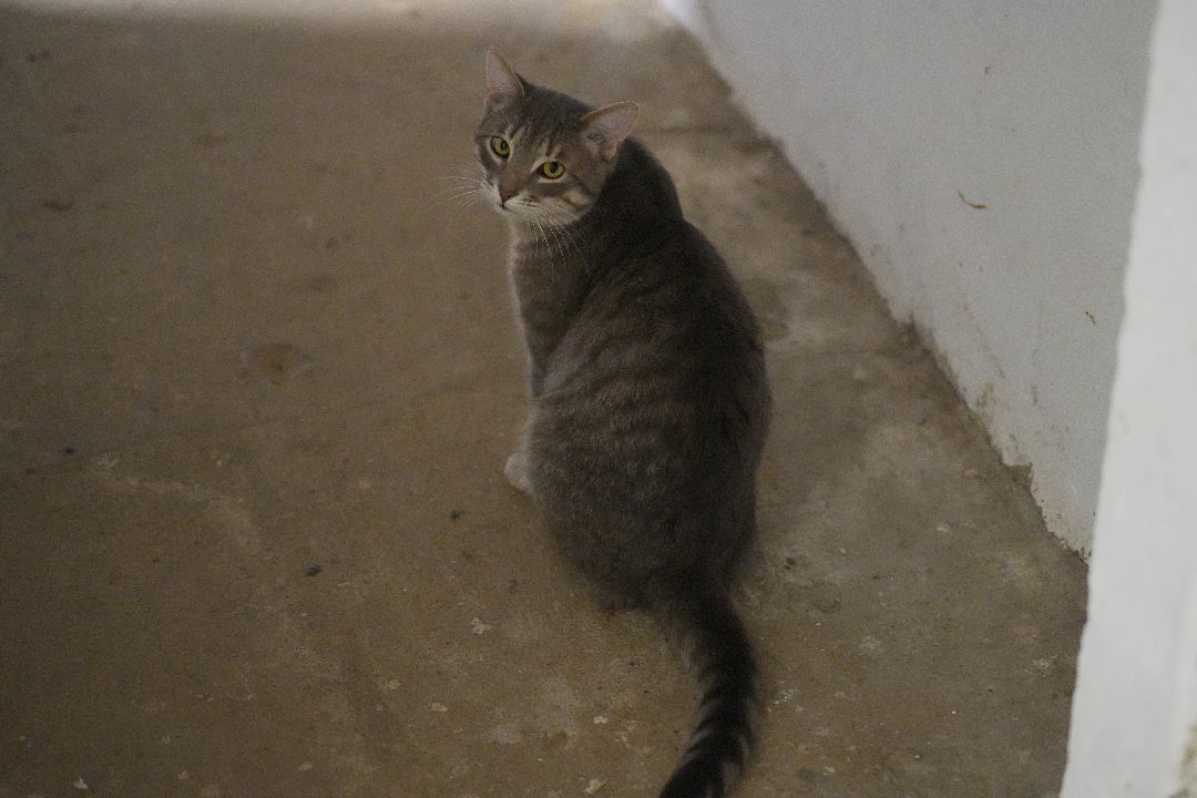 грызуны, природа, люди, Дзержинский