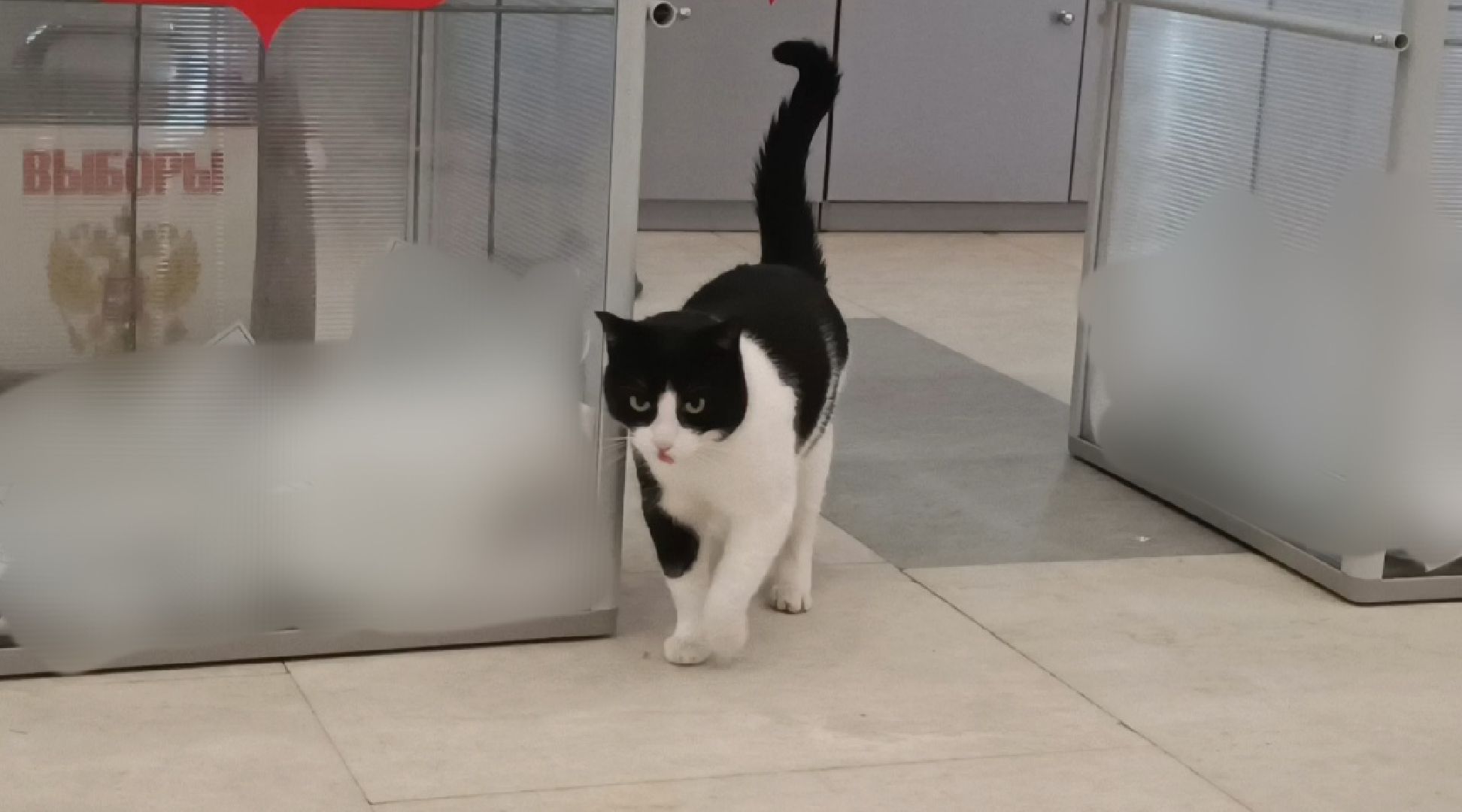 выбооры президента, кошка, лобня,