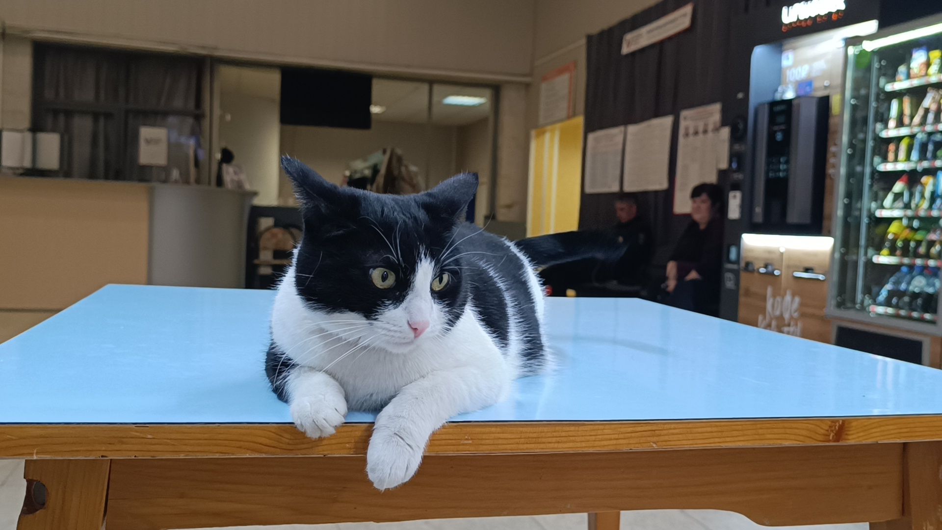 выбооры президента, кошка, лобня,