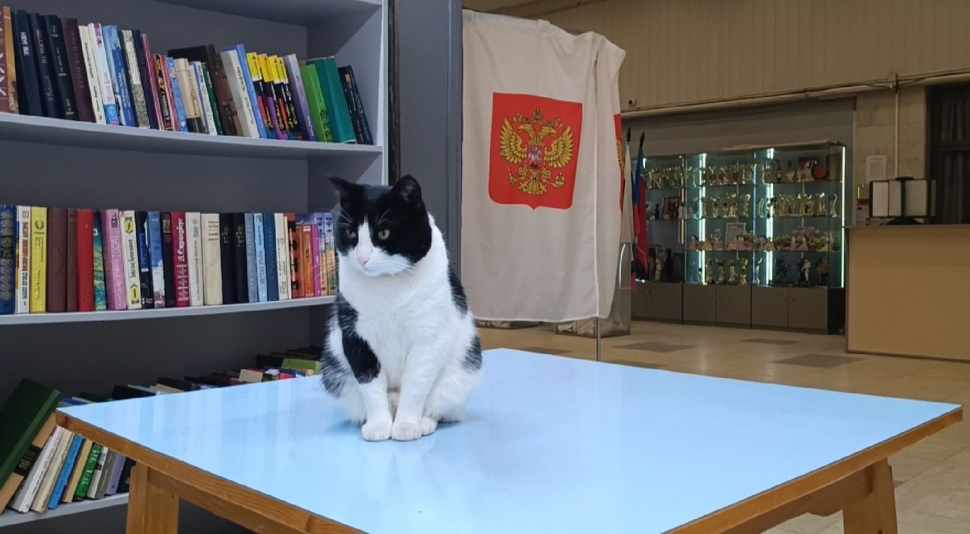 выбооры президента, кошка, лобня,