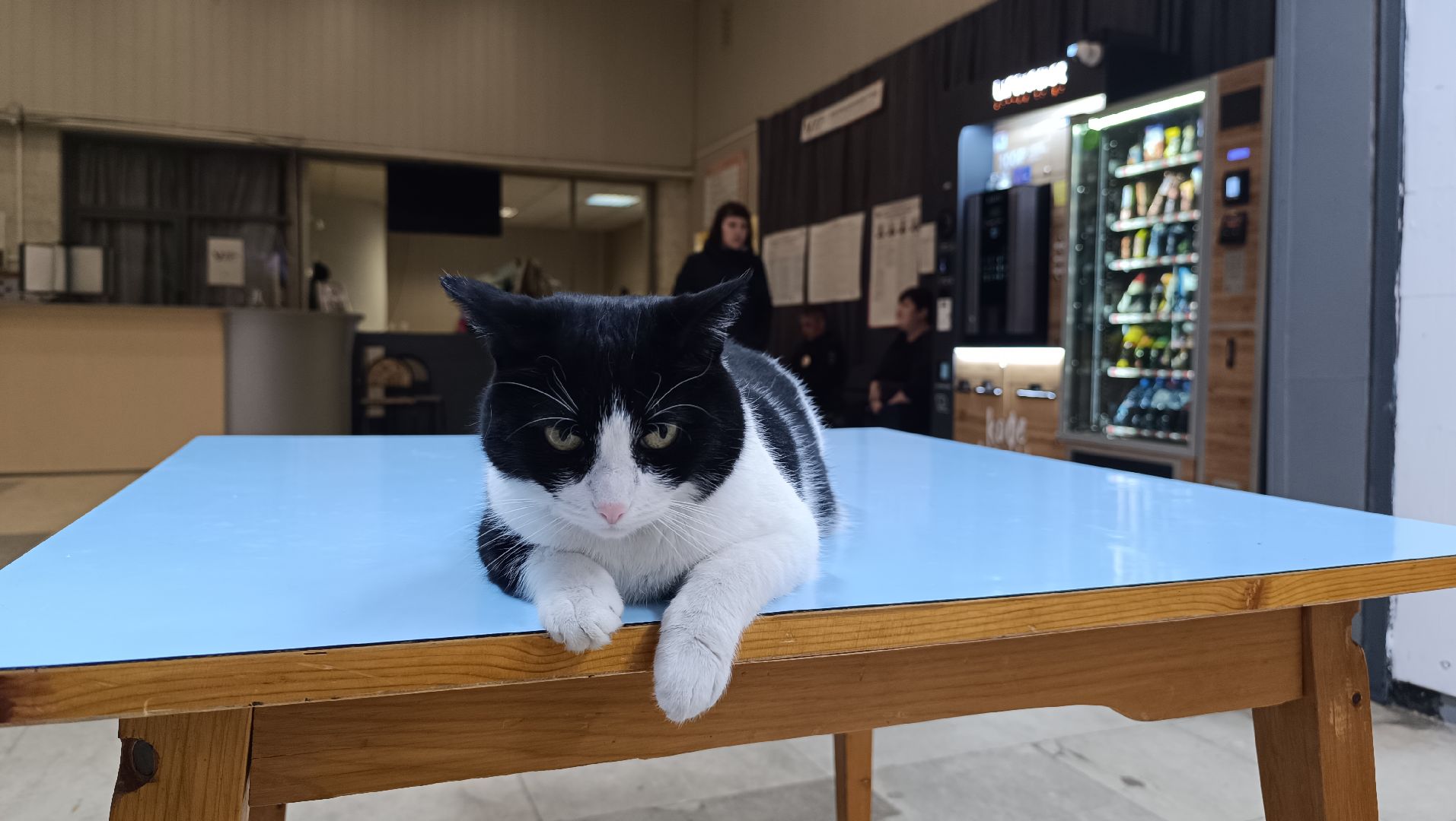 выбооры президента, кошка, лобня,