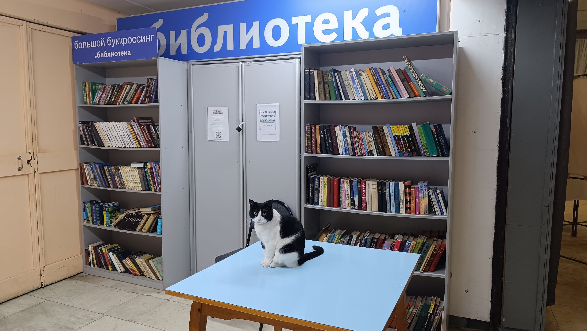 выбооры президента, кошка, лобня,