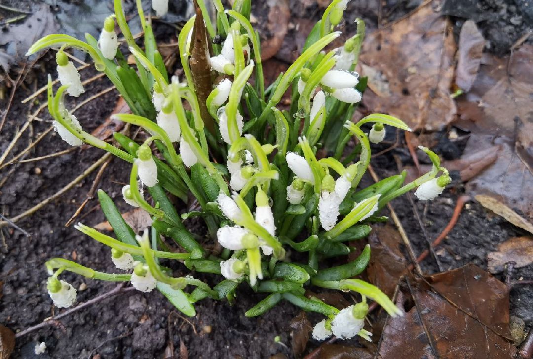 Сергиев Посад, Сергиево-Посадский городской округ, Красота, Цветы, Подснежники, Весна