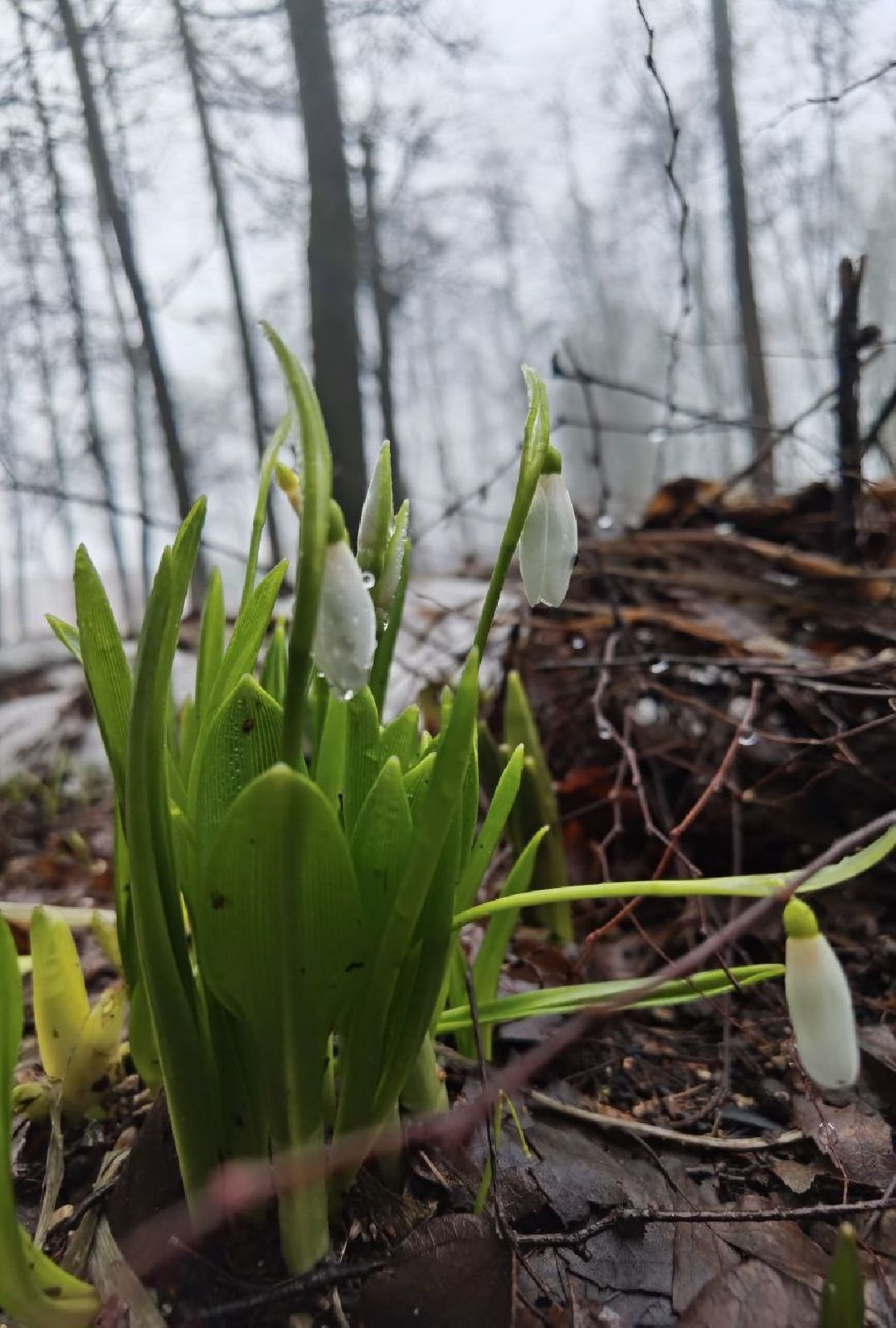 Сергиев Посад, Сергиево-Посадский городской округ, Красота, Цветы, Подснежники, Весна