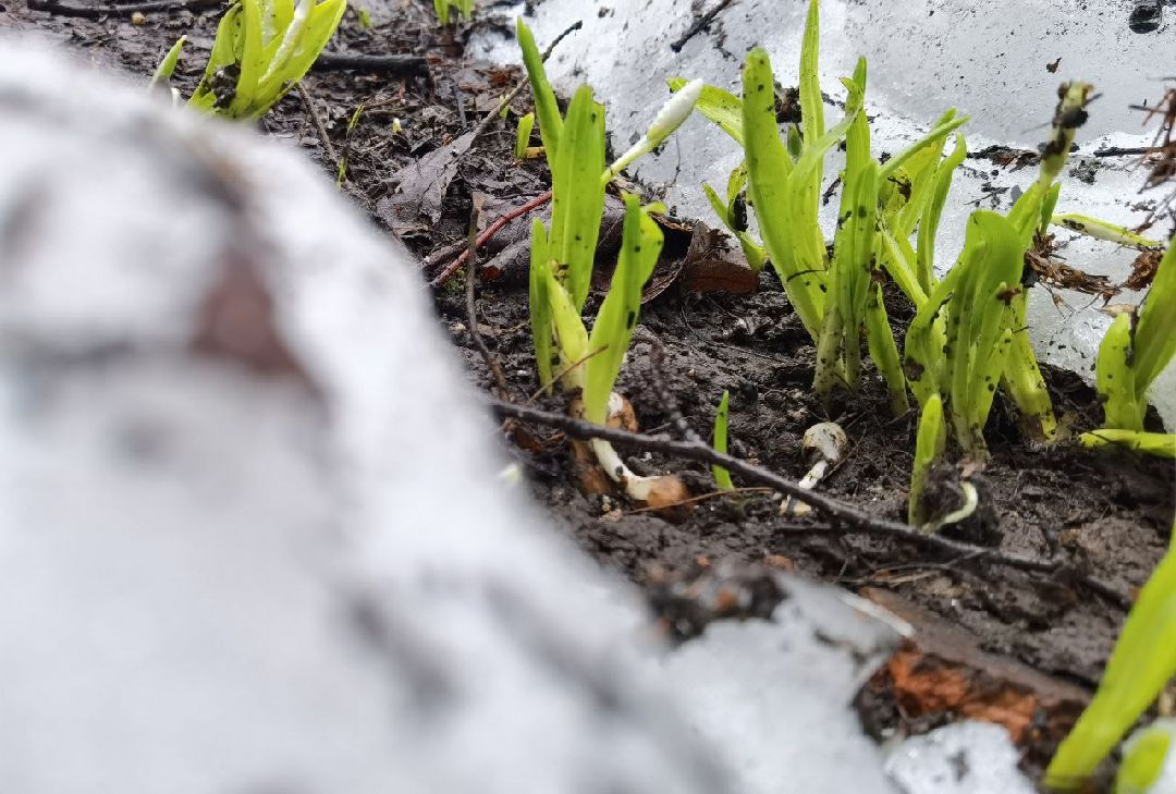 Сергиев Посад, Сергиево-Посадский городской округ, Красота, Цветы, Подснежники, Весна