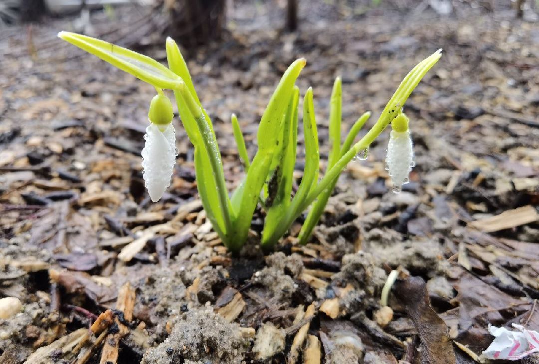 Сергиев Посад, Сергиево-Посадский городской округ, Красота, Цветы, Подснежники, Весна