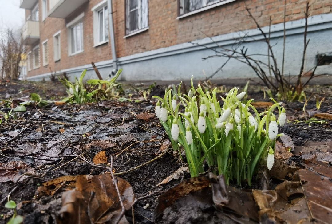Сергиев Посад, Сергиево-Посадский городской округ, Красота, Цветы, Подснежники, Весна
