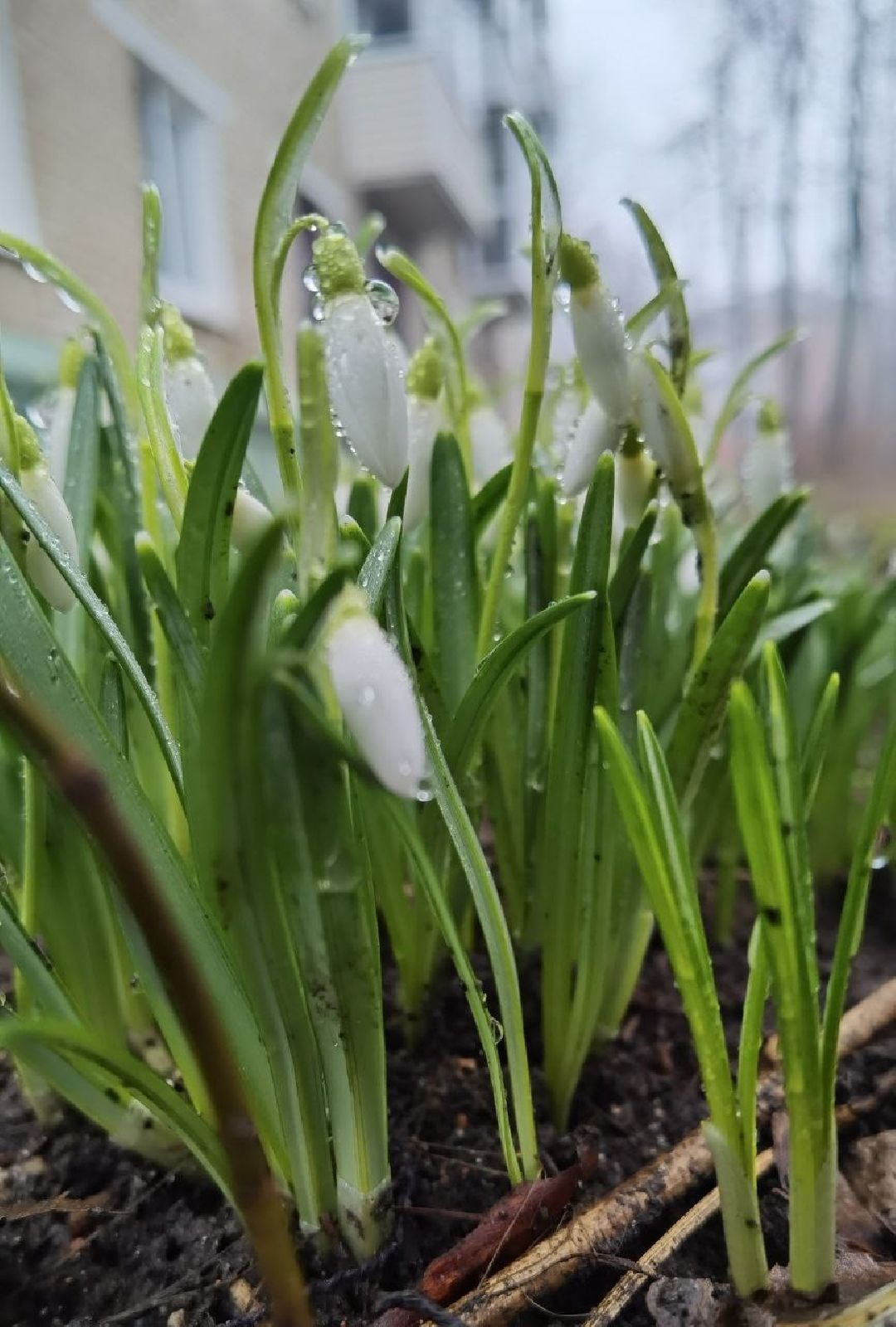 Сергиев Посад, Сергиево-Посадский городской округ, Красота, Цветы, Подснежники, Весна