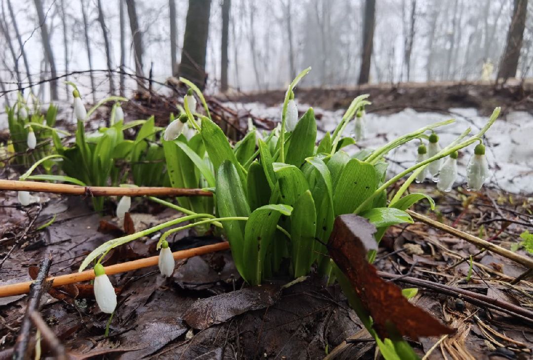 Сергиев Посад, Сергиево-Посадский городской округ, Красота, Цветы, Подснежники, Весна