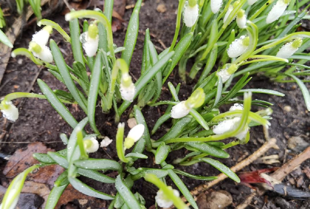 Сергиев Посад, Сергиево-Посадский городской округ, Красота, Цветы, Подснежники, Весна