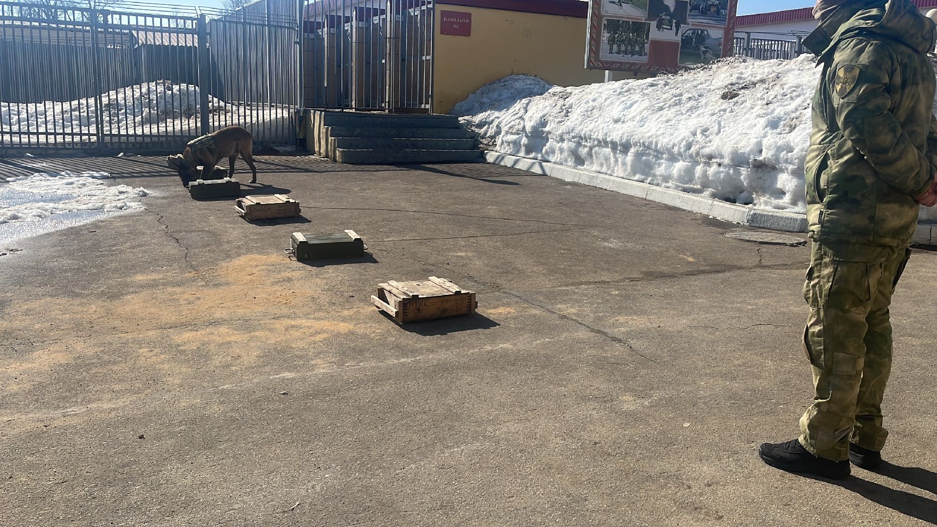 служебная собака, награда,