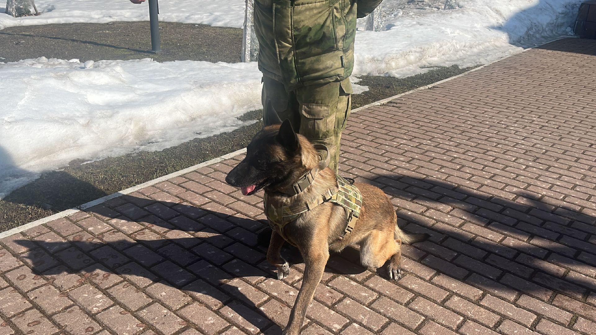 служебная собака, награда,