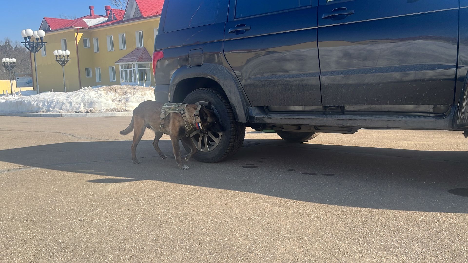 служебная собака, награда,