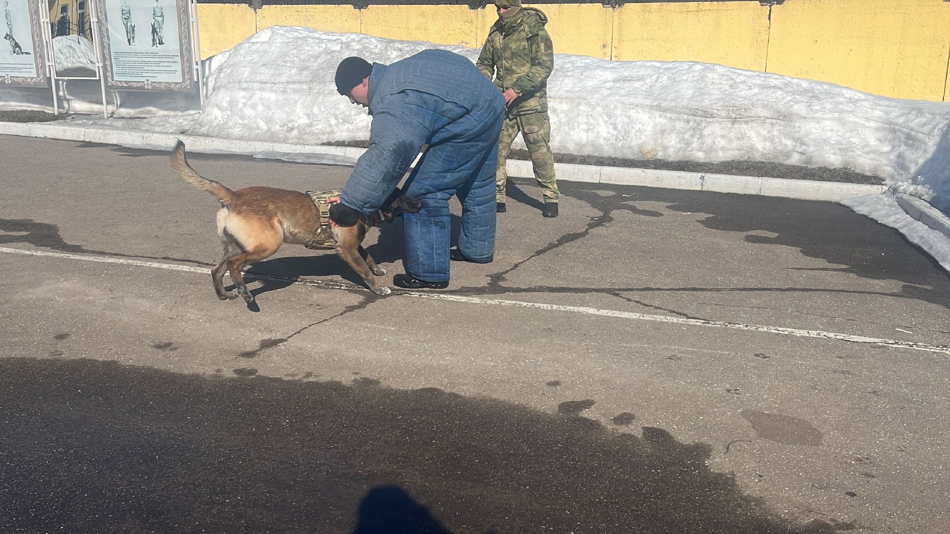 служебная собака, награда,