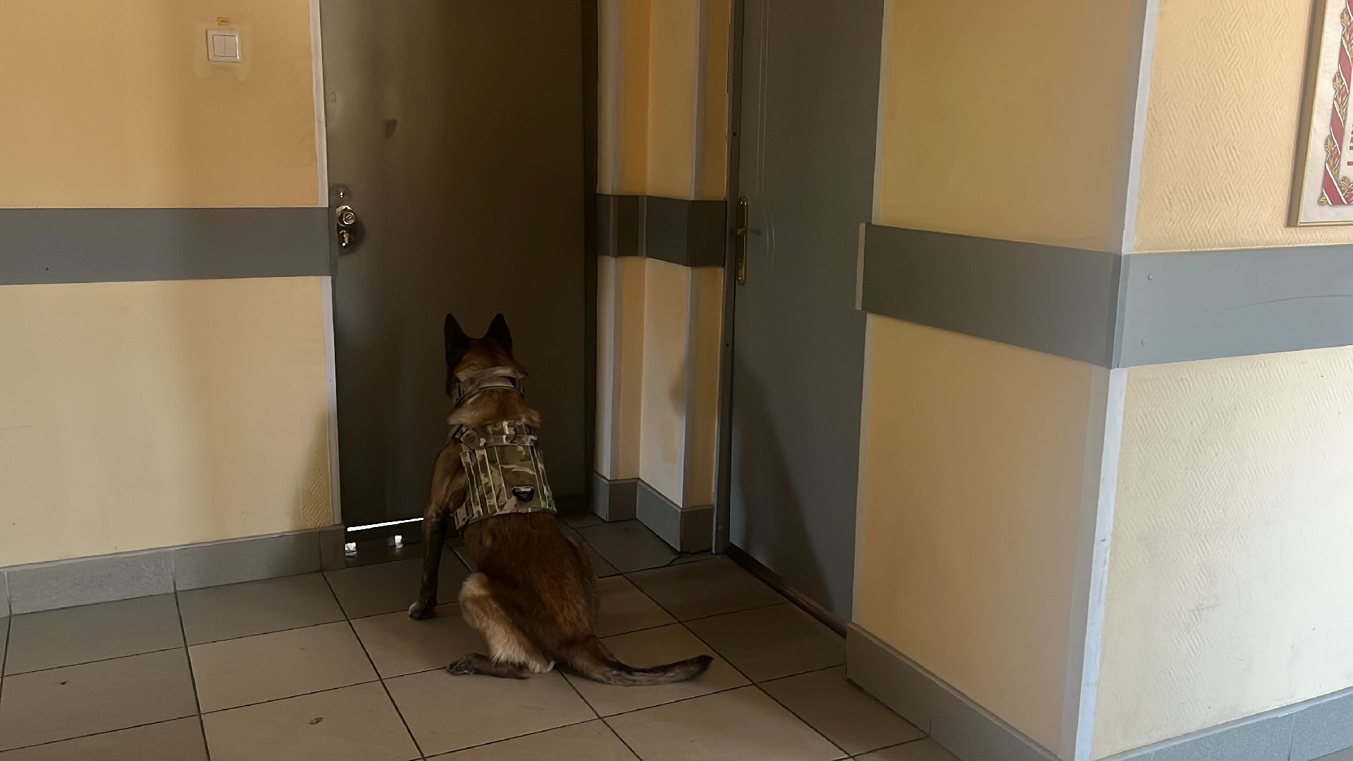 служебная собака, награда,