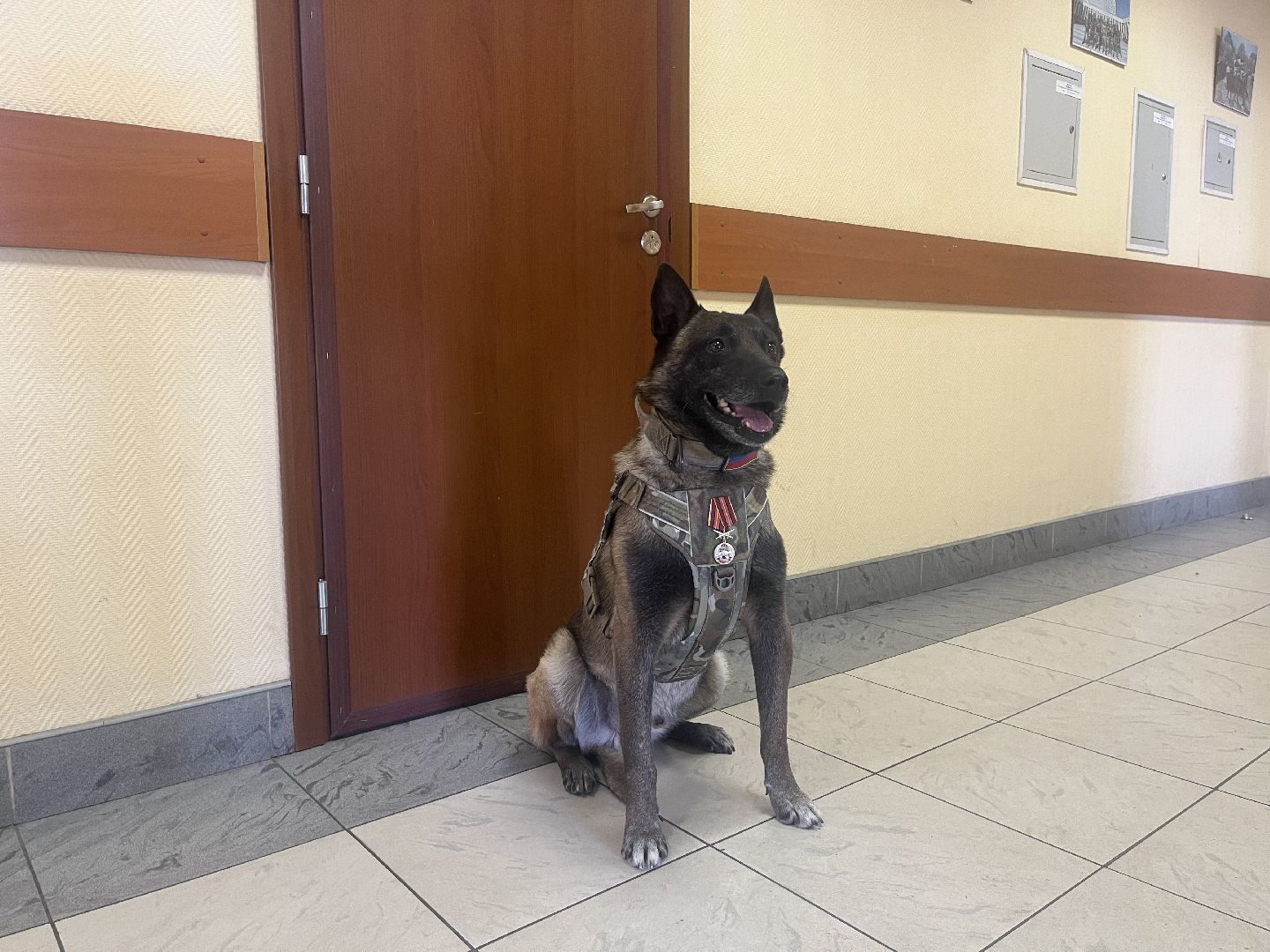 служебная собака, награда,