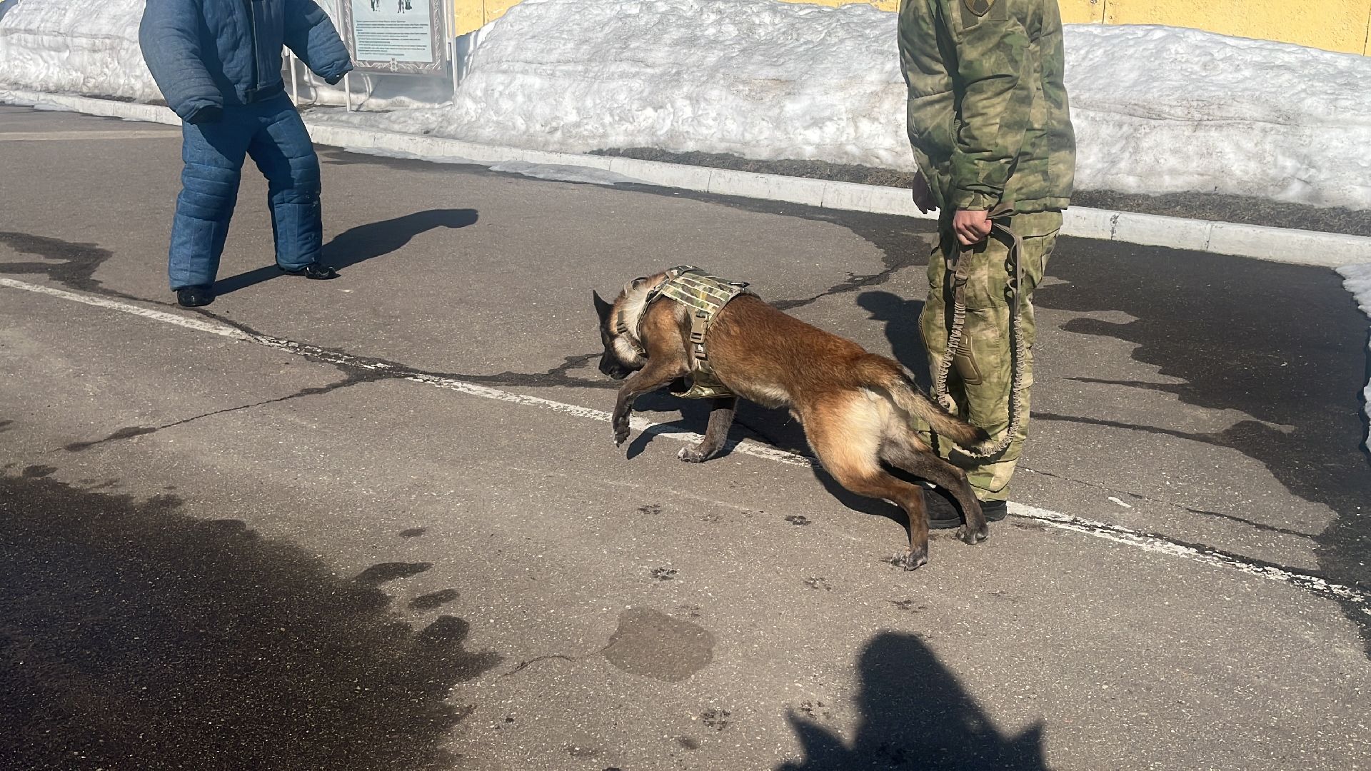 служебная собака, награда,