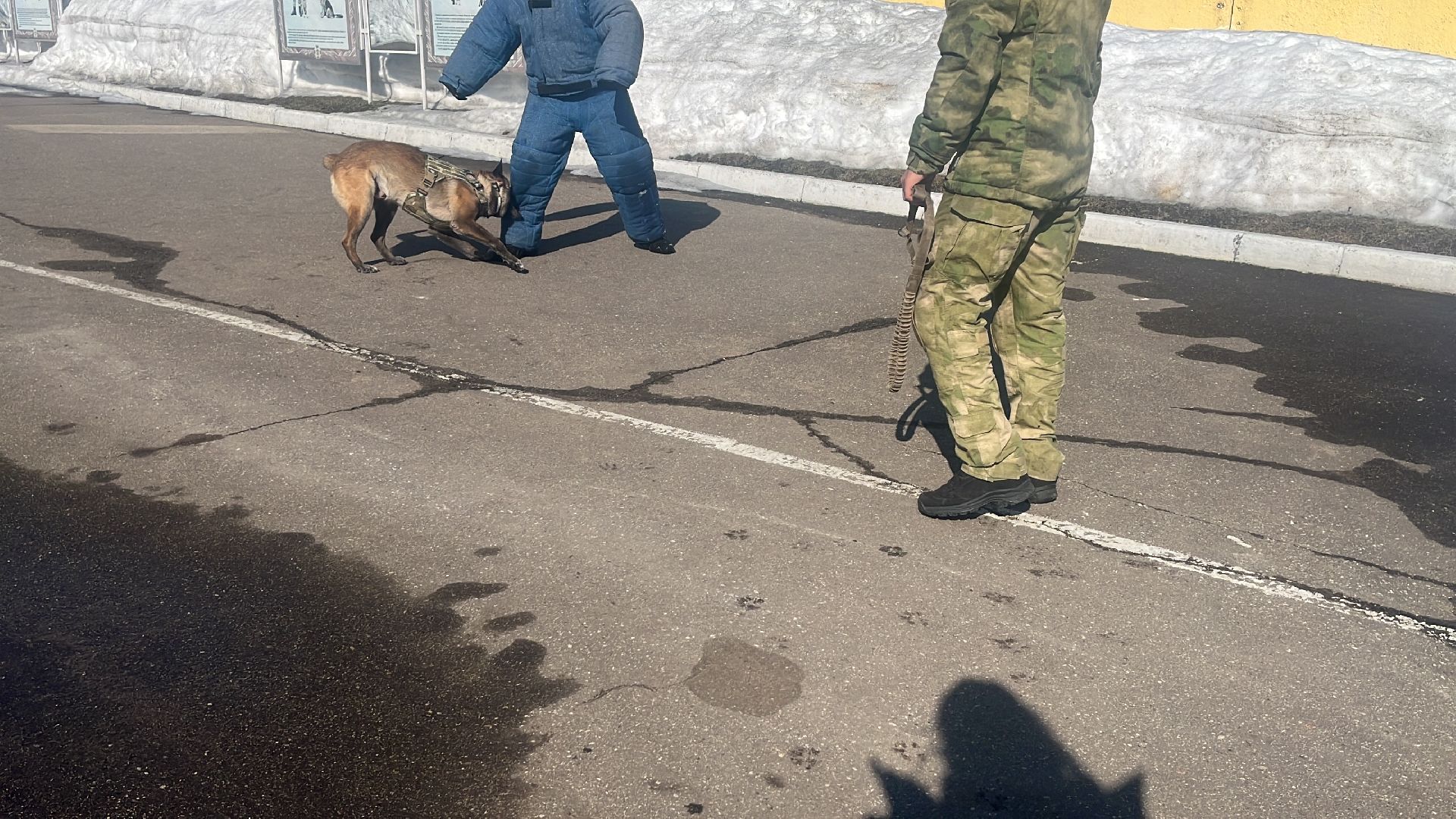 служебная собака, награда,