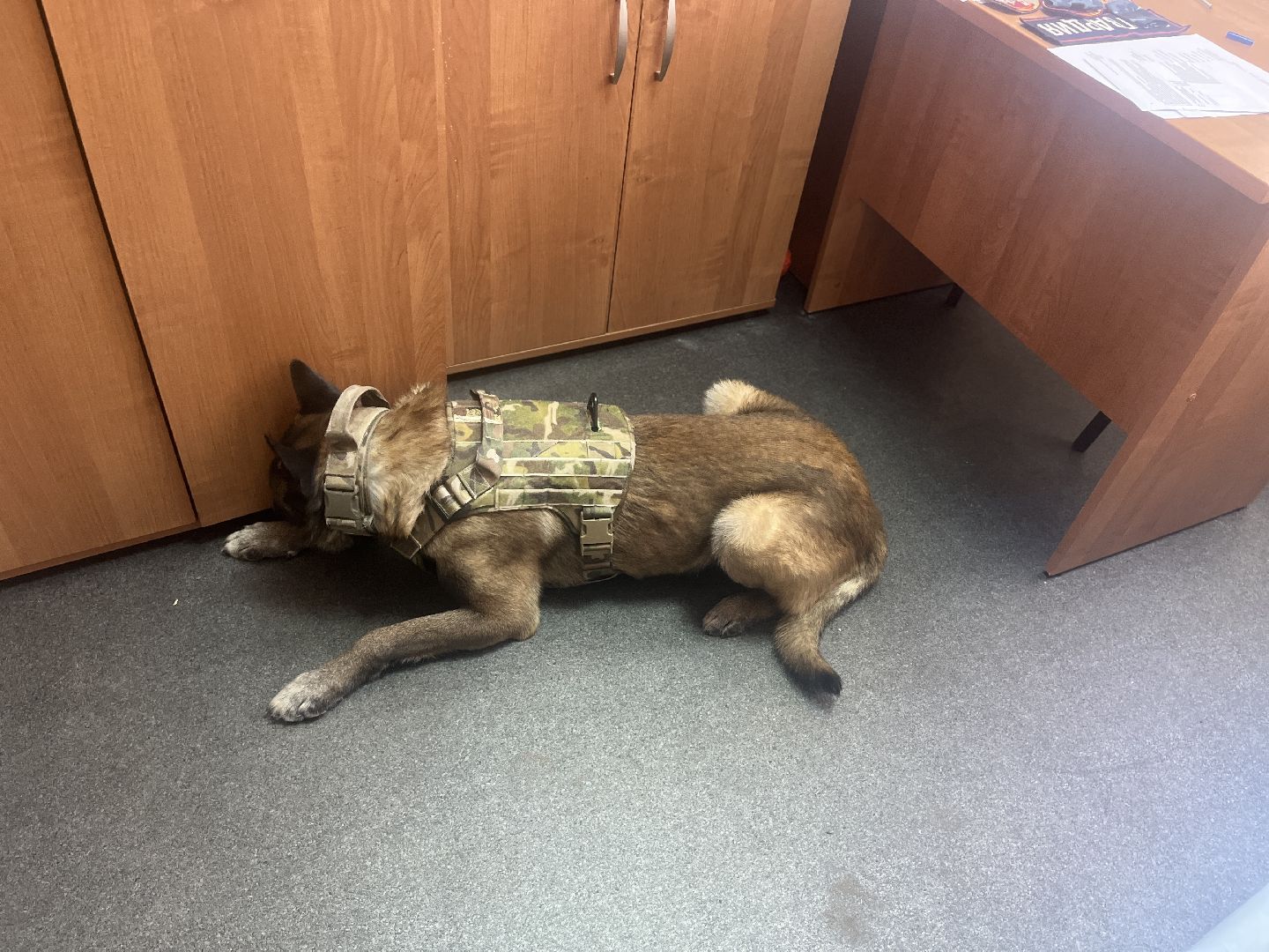 служебная собака, награда,