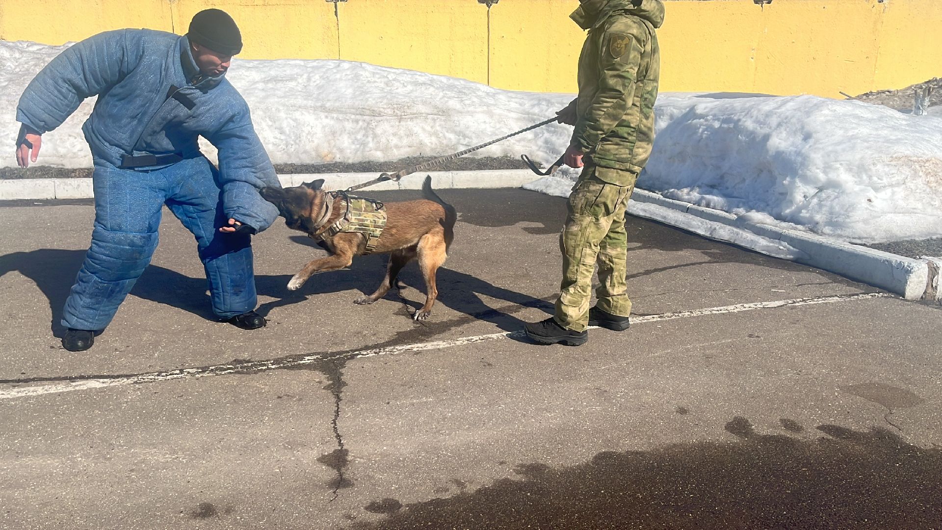 служебная собака, награда,