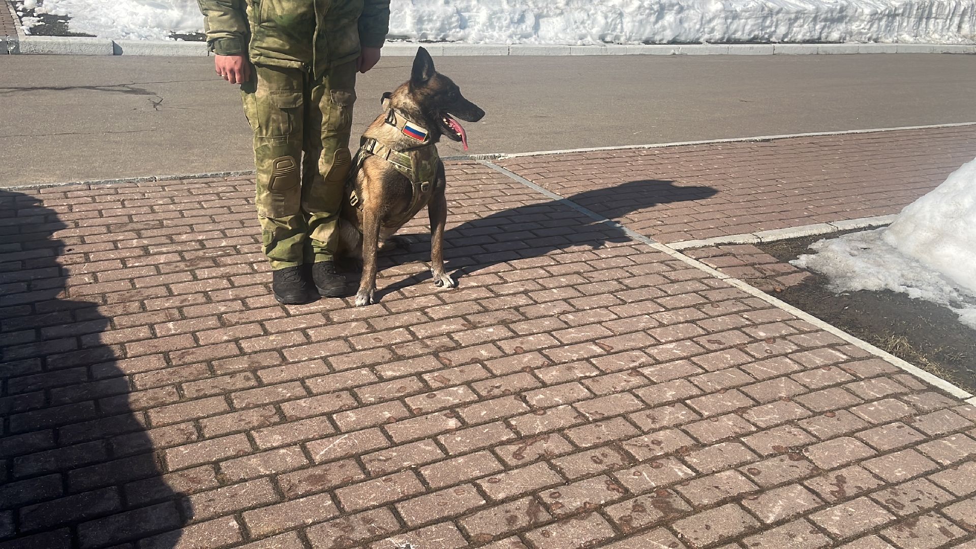 служебная собака, награда,