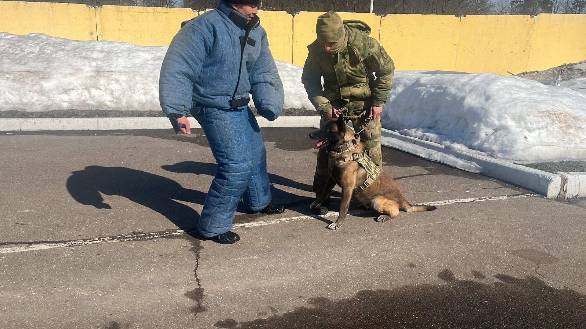 служебная собака, награда,