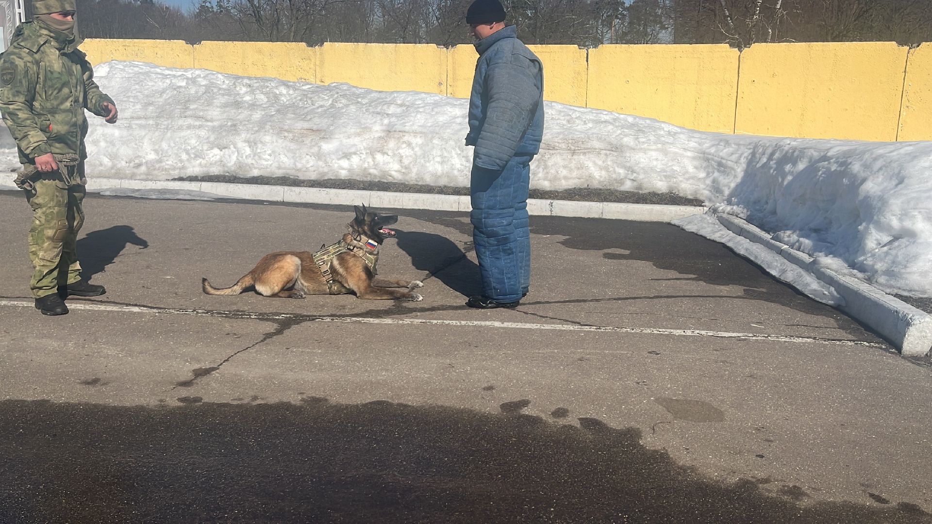 служебная собака, награда,